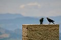 HP_Italien_075
