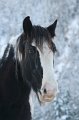 IMG_Königssee_Jan.11_34