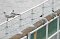 Duhnen_Cuxhaven_42