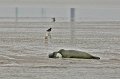 Duhnen_Cuxhaven_45