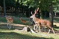 IMG_2938