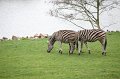 Zoo_Pilsen_CZ_03