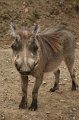 Zoo_Pilsen_CZ_04