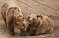 Zoo_Pilsen_CZ_10