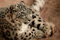 Zoo_Pilsen_CZ_18
