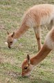 Zoo_Pilsen_CZ_26