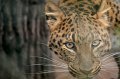 Zoo_Pilsen_CZ_28