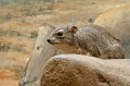 Zoo_Pilsen_CZ_29