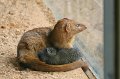 Zoo_Pilsen_CZ_30