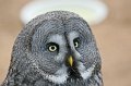 Zoo_Pilsen_CZ_32