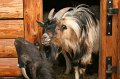 Zoo_Pilsen_CZ_34