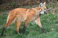 Zoo_Pilsen_CZ_36