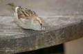 Zoo_Pilsen_CZ_37