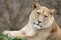 Zoo_Pilsen_CZ_40