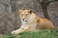 Zoo_Pilsen_CZ_42