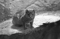Zoo_Pilsen_CZ_45