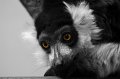 Zoo_Pilsen_CZ_46