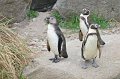 Zoo_Pilsen_CZ_47