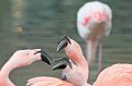 Zoo_Pilsen_CZ_50