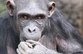Zoo_Pilsen_CZ_51