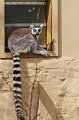 Zoo_Pilsen_CZ_52