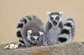Zoo_Pilsen_CZ_53