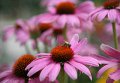 IMG_4787