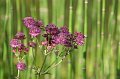 Wiesent_064