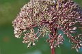 Wiesent_065