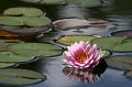 Wiesent_068